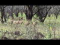 Axis deer call bringing the herd back after they got spooked Maui Hawaii