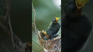 Download lagu burung selendang biru#videoshort #videopendekshorts #feedshorts mp3 Download lagu burung selendang biru#videoshort #videopendekshorts #feedshorts mp3