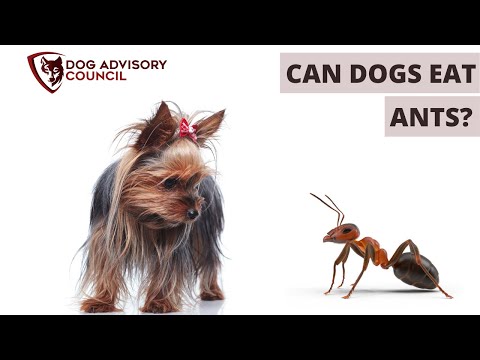 Can Dogs Eat Ants? How Safe Is It?