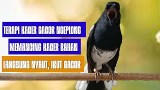 Download lagu Pancingan suara kacer ini bikin kacer bahan jadi lebih gacor!! mp3