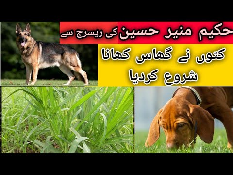 Herbal Medicine 32 | Dog's grass | Dog' eat grass | Research by Hakeem Munir Hussain