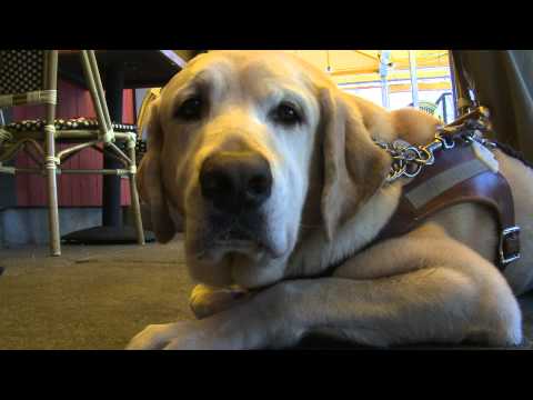Guide Dog Etiquette for Restaurants