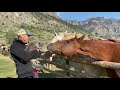 Horsing Around