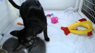 AI Kittens - Mama brings a tribble