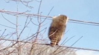 Watch daredevil 'Flying Raccoona'