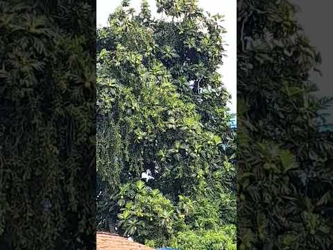 #Fruta pão  na manteiga  é  de derreter  na boca delícia