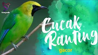 Download lagu Masteran pancingan  Cucak Rante atau Cucak Ranting Gacor Durasi Panjang Full Tembakan mp3