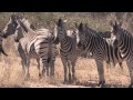 Sound Of The African Bushveld Zebras AFRICAN WILDLIFE