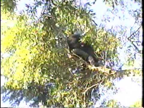 KNOCK DOWN THE ACACIA (SALINAS 1999) thumbnail