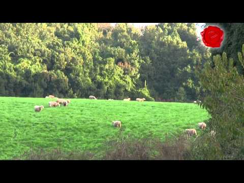 download lagu mp3 mp4 Lamb Con, download lagu Lamb Con gratis, unduh video klip Lamb Con