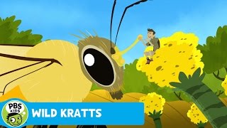 WILD KRATTS | Follow That Bee! | PBS KIDS