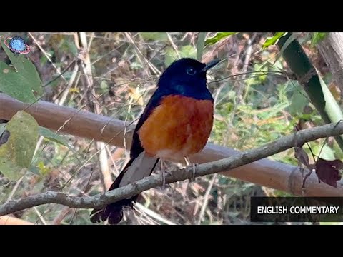 🇹🇭 THAILEX VDO A Forest Encounter: The Enchanting White-rumped Shama