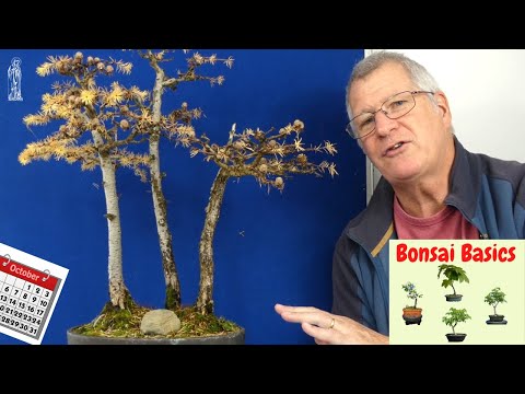 Japanese Larch Bonsai Care Guide (Easy Tips for Beginners).