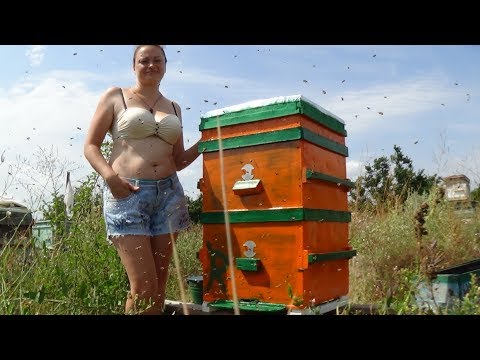 Моя жена пчеловод или душа пасики!!!