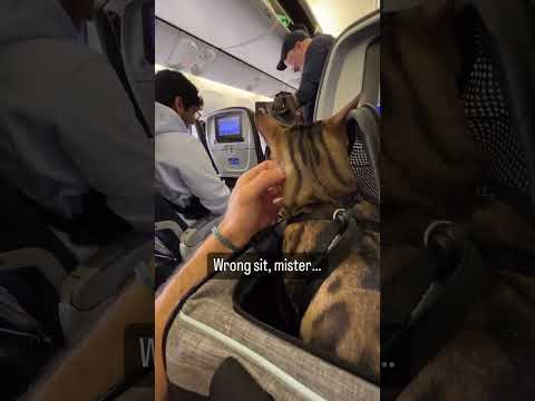 A Compilation of a Cat Flying by Plane