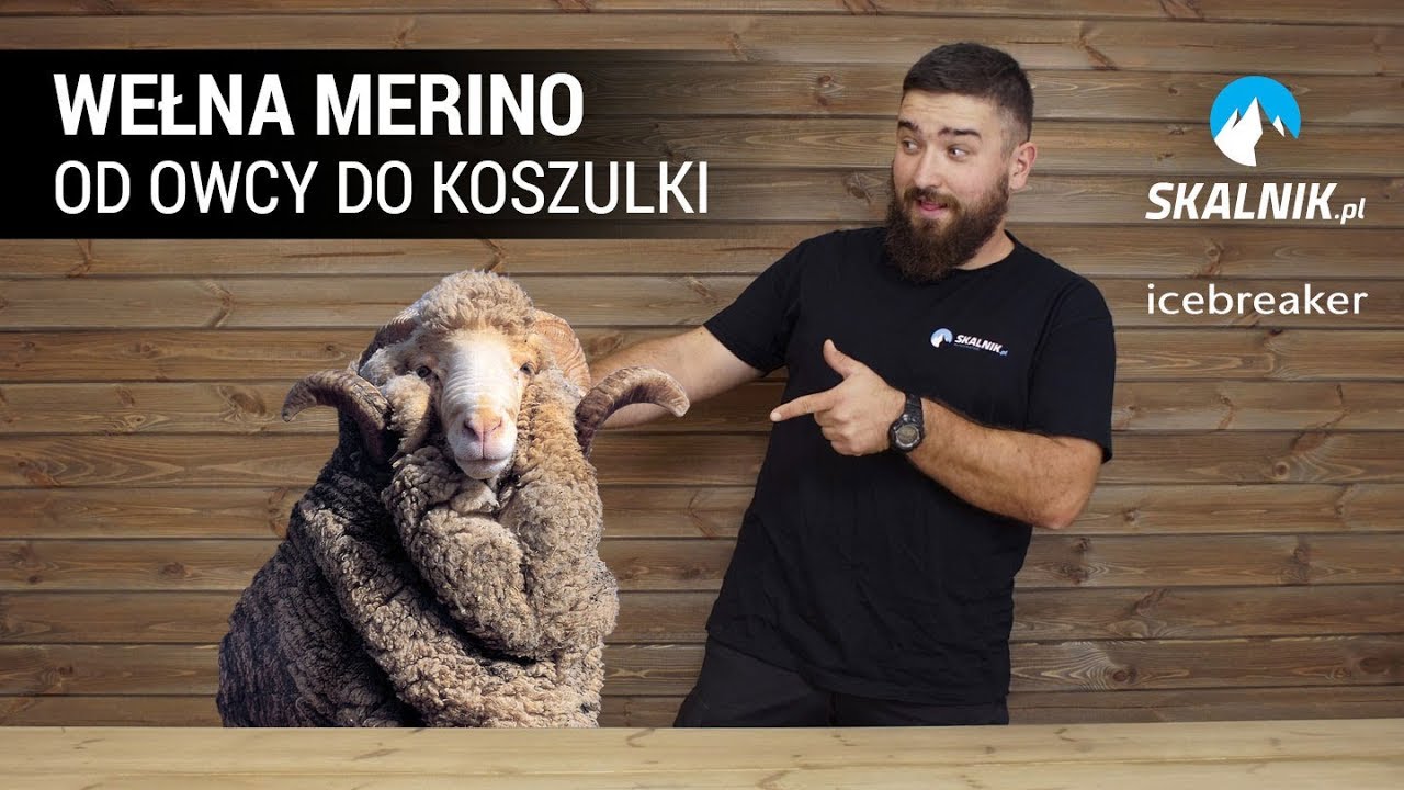 Wełna merino - zalety i wady - skalnik.pl