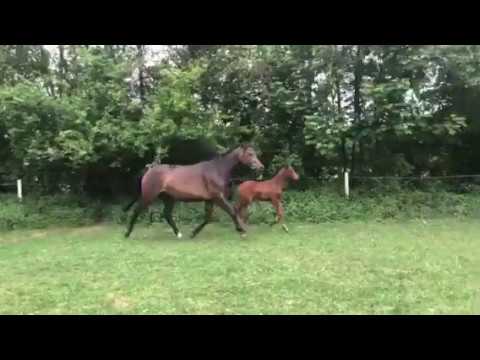 Stutfohlen 2020 Canturano x Nabab de Reve x Casall