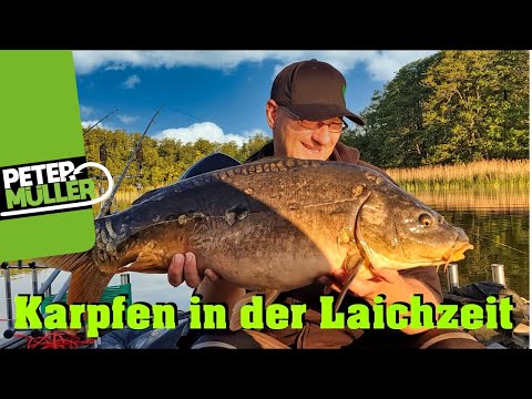 Karpfenangeln in der Laichzeit | Carp Fishing #fishing