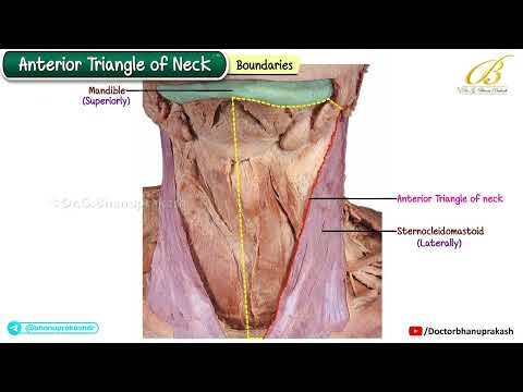 Anterior Triangle of the Neck 🦴 Cadaveric Anatomy | Ultra High-Yield USMLE Step 1