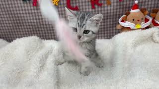 アメリカンショートヘアの動画01