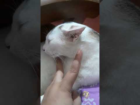 L is for the way you look at me🫵👀😼 #cat #shorts #viral #trending #youtubeshorts #funny