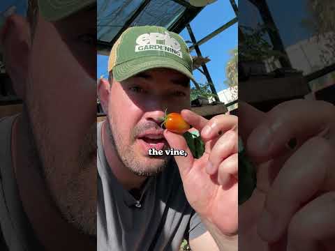 Tomato Harvest Mistakes: Are You Picking Too Late?