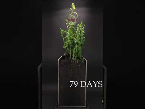 Potato Growing Underground Time Lapse   92 Days #shorts #sunflower  #satisfying #timelapse