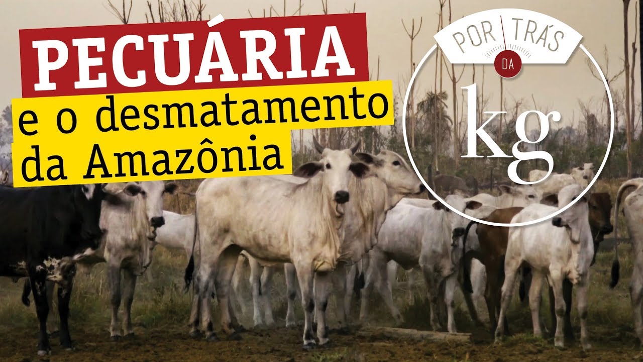 Pecuária e desmatamento da Amazônia: a conexão
