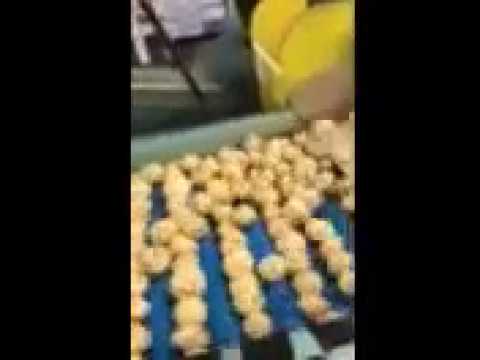 download lagu mp3 mp4 What Are Warba Potatoes, download lagu What Are Warba Potatoes gratis, unduh video klip What Are Warba Potatoes