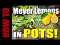 How to Plant & Grow Meyer Lemons in Pots!
