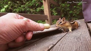 Tamia Rayé, lui donner à manger #2 / Eastern Chipmunk give him something to eat / Aventure Nature