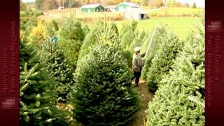 preview picture of video 'Christmas Trees in NC'