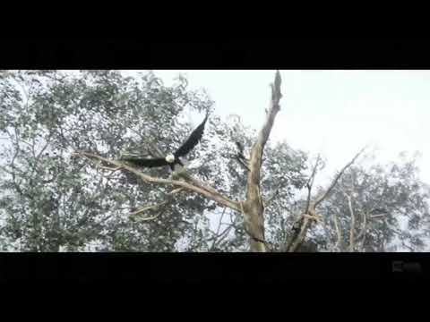 Assassin's Creed 3 - Thunder ( Fine Timing )