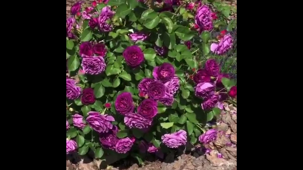 Флорибундо Минерва,Rosa???? Minerva,Vissers,Бельгия,2004.