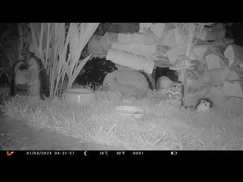 Im gonna Huff & a snuff & SNUFF you away 🤣🦔🦔