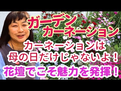 カルトゥジオのカーネーション 植物