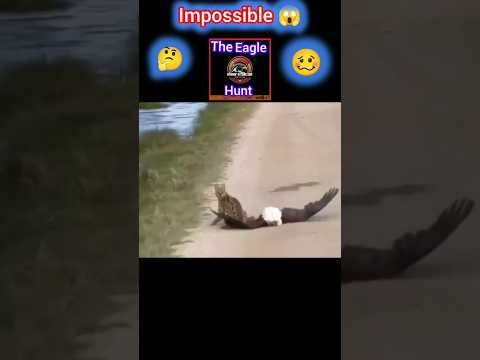 (the best) Cat vs Eagle 😱