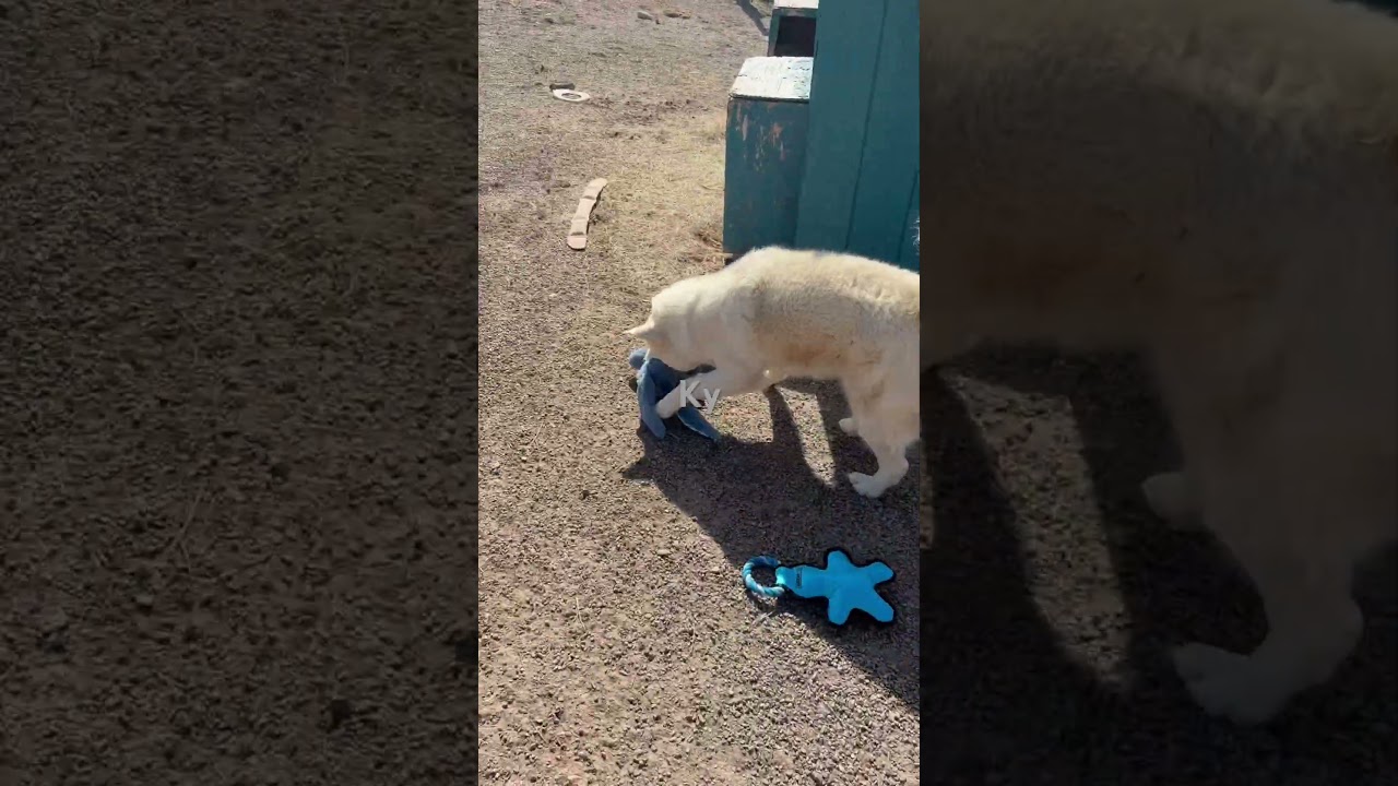 KY, a Adoptable mixed breed in Durango, CO video 3/3