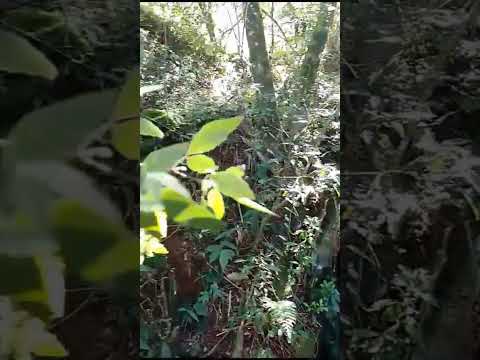 ÁREA RURAL COM CASA À VENDA | LINHA SANGA CASTELHANA – LINDÓIA DO SUL/SC