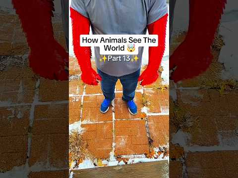 How Animals See The World 🤯 |XXX TENTICION #ytshorts #viral #usa #uk