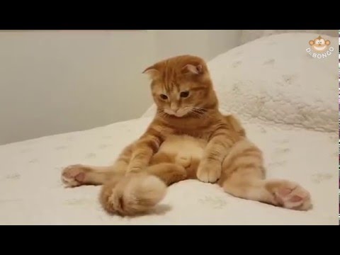 Lazy cat fascinated by its own tail