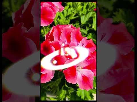 アオイ科の植物