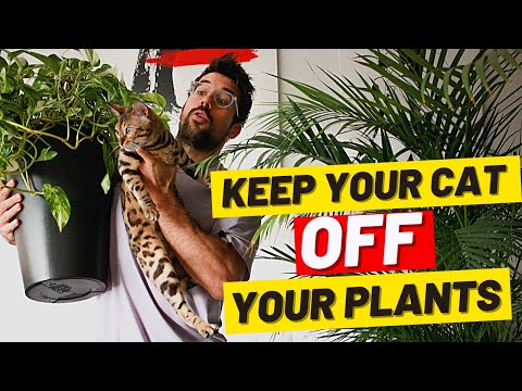 Try these to STOP a CAT from CHEWING PLANTS