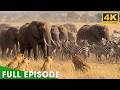 Survival Challenges In The Land Of Predators 4K UHD Nature Animal Documentary