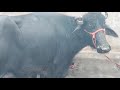 Top Quality Murrah Buffalo Sonu Dairy Farm Khajuwala 9680090830