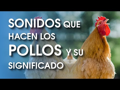 , title : '¿Cómo se comunican los pollos? 🐔 Conoce el lenguaje de las gallinas, gallos y pollitos'