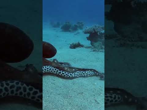 #funny #relaxing #amazing #video #animals #attack #satisfying  #youtubeshorts #octopus#vs #moray