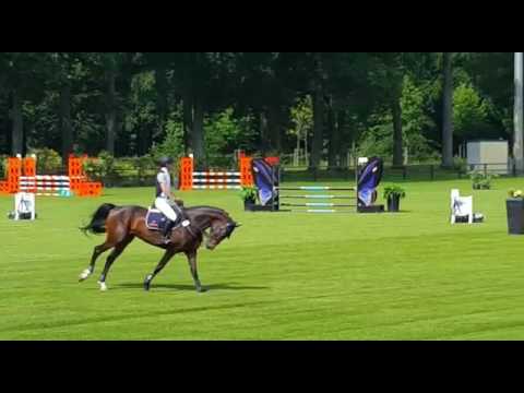 5 years old mare By Quite Rubin - Caprilli