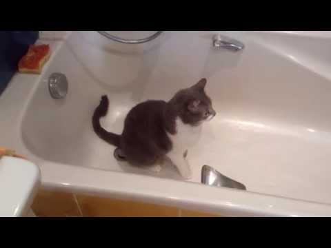 pourquoi mon chat urine partout dans la maison