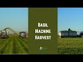 Harvesting Basil: How Basil is Machine Harvested for Processing